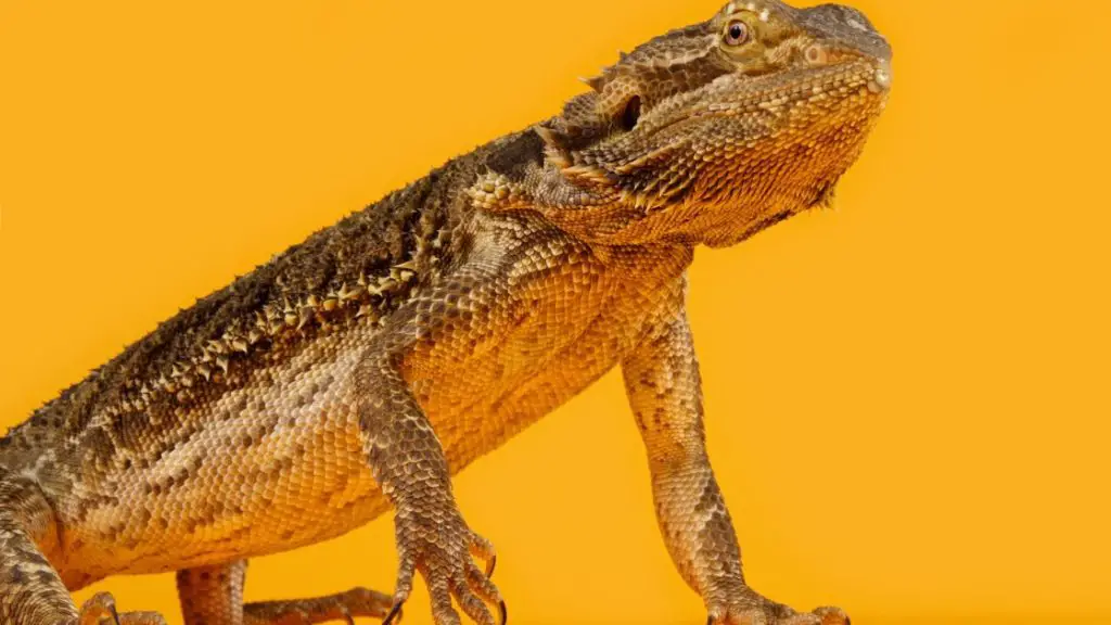 bearded dragon on a yellow background