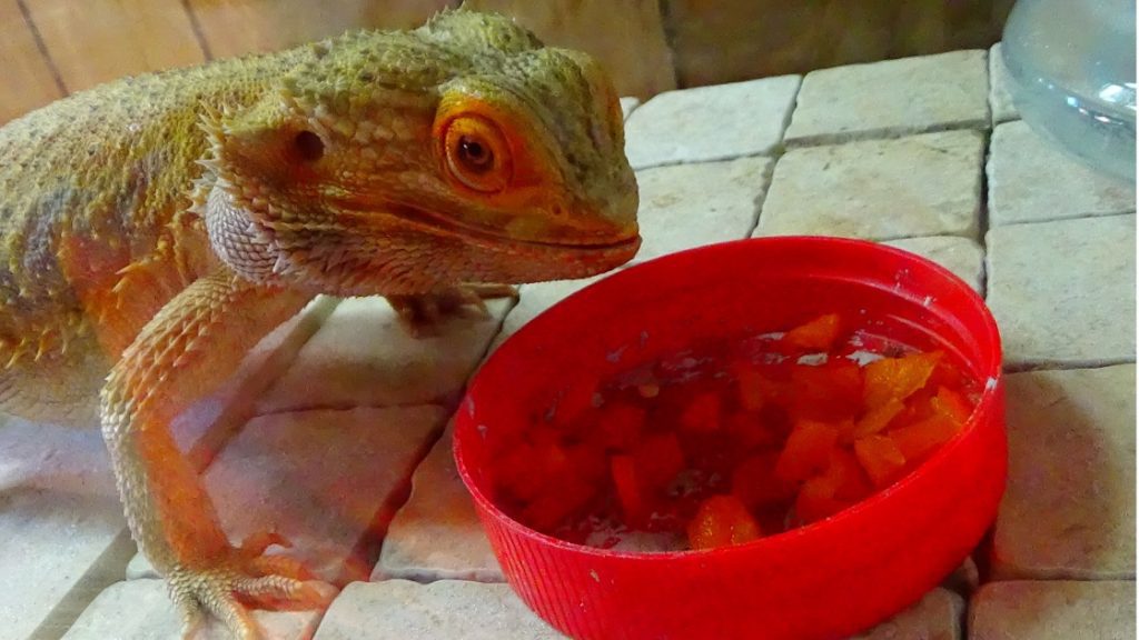 bearded dragon eating chopped tomatoes