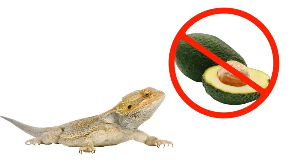 bearded dragon, avocado with a stop sign