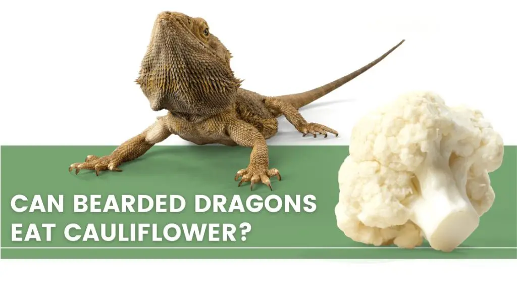 image of bearded dragon, cauliflower and a text that say: can bearded dragons eat cauliflowers? 