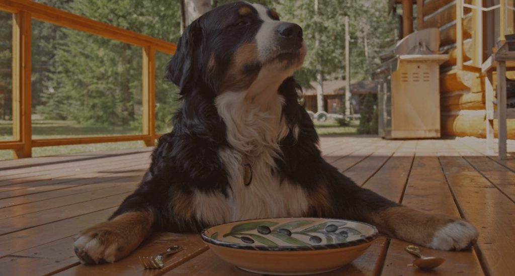 What Do Animals Eat And What Should They Eat