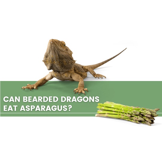 ᐅ Can Bearded Dragons Eat Asparagus? Toxic or Healthy