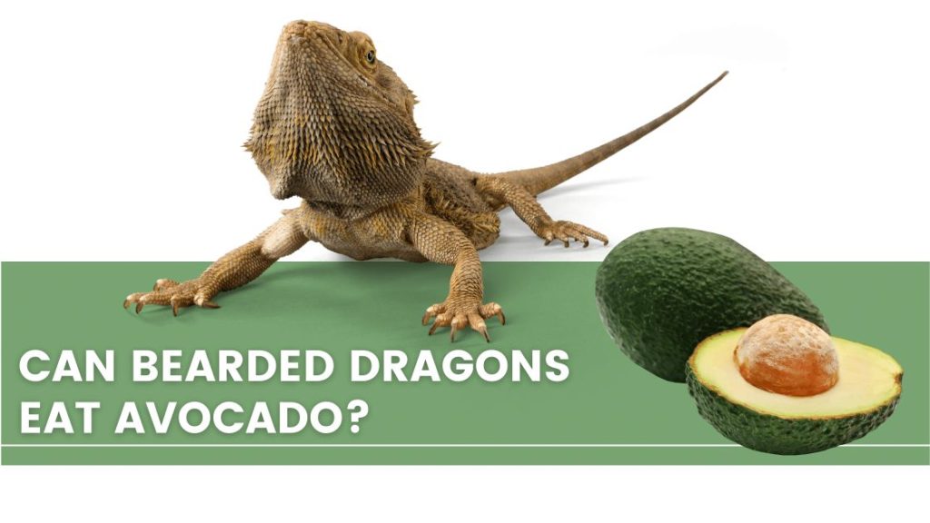 image with a bearded dragon, green beans and a text that says: can bearded dragons eat avocado? 