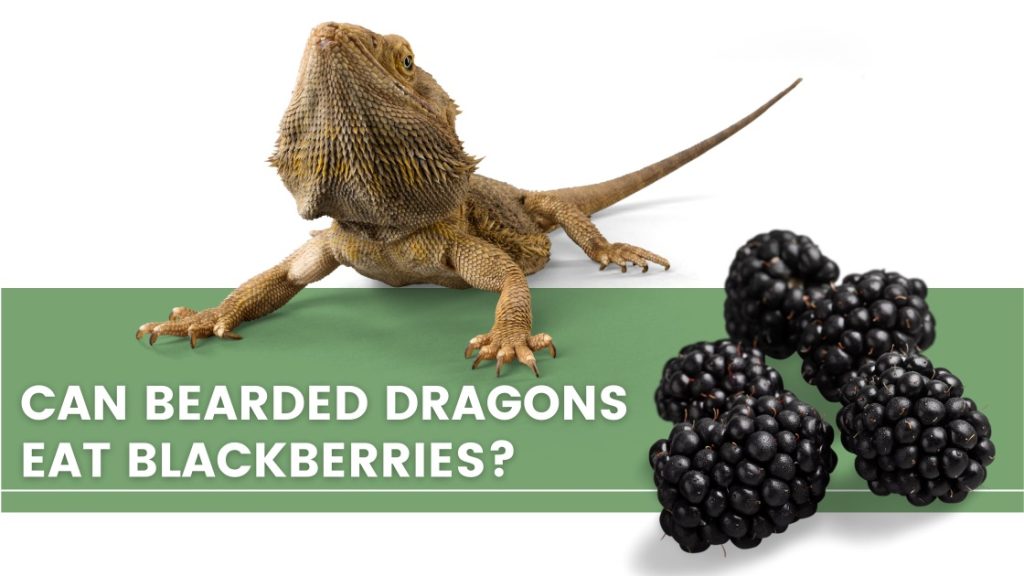image with a bearded dragon, few blackberries and a text that says: " Can bearded dragons eat blackberries?"