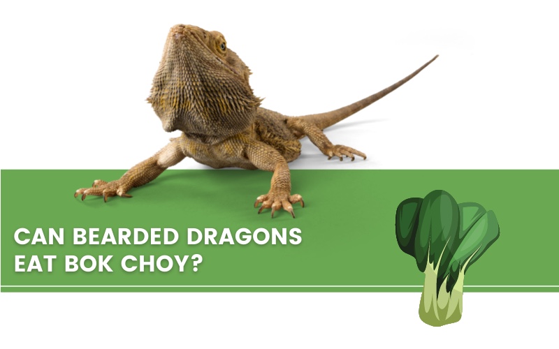 bearded dragon, boy choy and a text saying "can bearded dragons eat boy choy?"