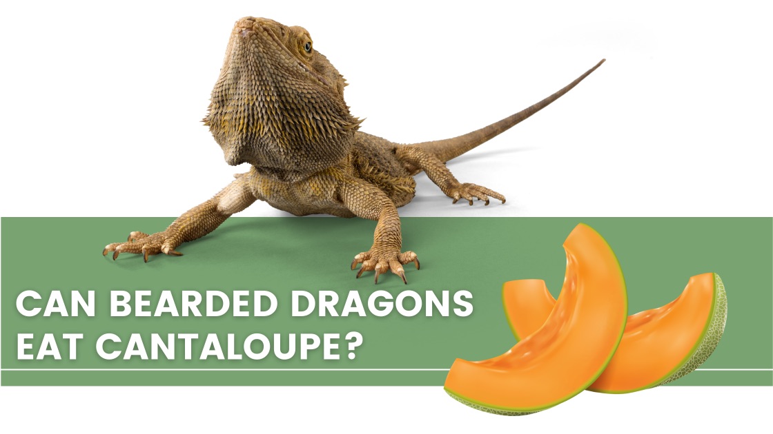 ᐅ Can Bearded Dragons Eat Cantaloupe? Toxic or Healthy
