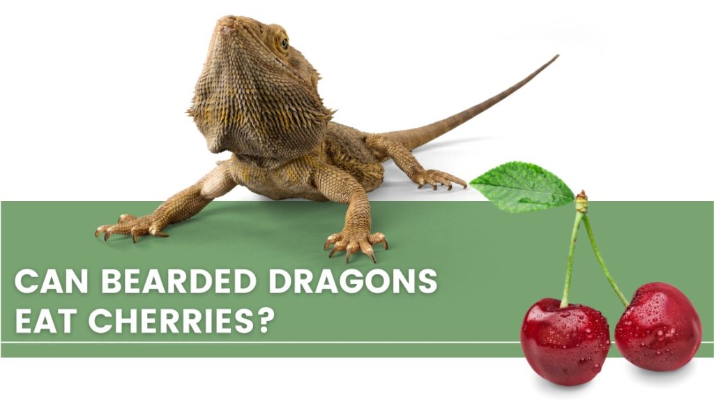 image with a bearded dragon, green beans and a text that says: can bearded dragons eat cherries? 