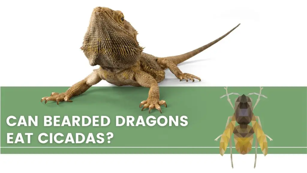 image with a bearded dragon, cicadas and a text that says: can bearded dragons eat cicadas? 