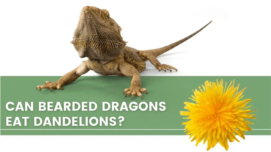 image with a bearded dragon, Dandelions and a text that says: can bearded dragons eat Dandelions? 