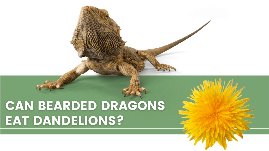 ᐅ Can Bearded Dragons Eat Dandelions? Toxic or Healthy