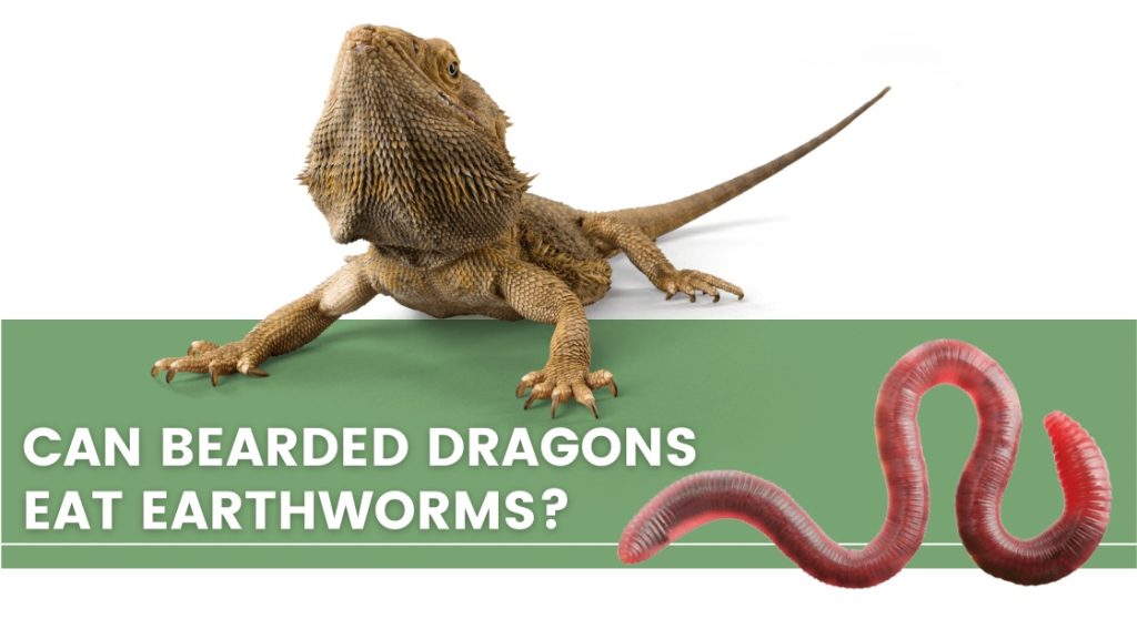image with a bearded dragon, earthworms and a text that says: can bearded dragons eat earthworms? 