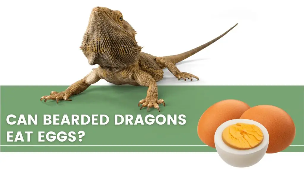 image with a bearded dragon, eggs and a text that says: can bearded dragons eat eggs? 