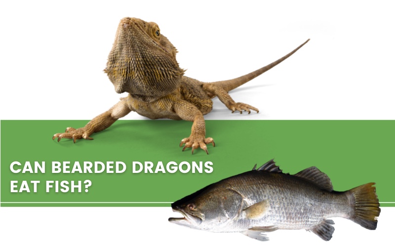 bearded dragon, fish and a text saying "can bearded dragons eat fish?"
