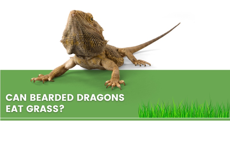 bearded dragon, grass and a text saying "can bearded dragons eat grass?"