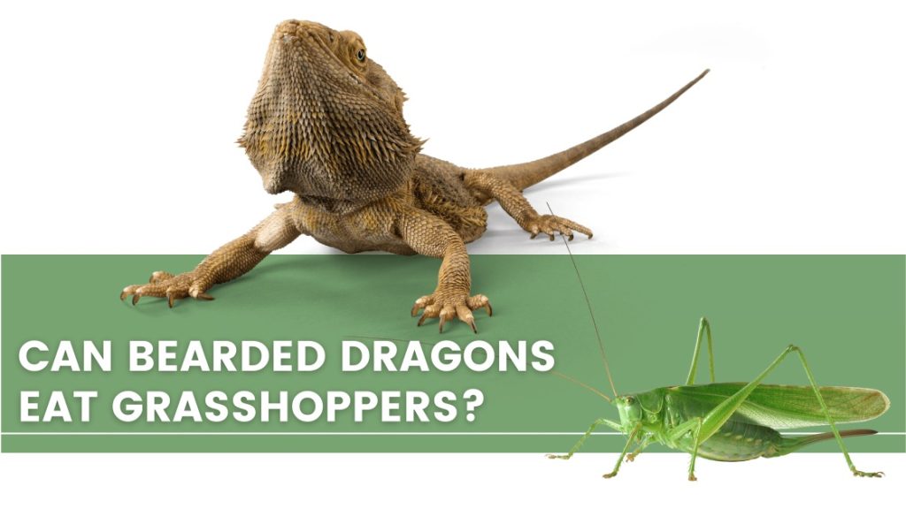 image with a bearded dragon, grasshopper and a text that says: can bearded dragons eat grasshoppers?