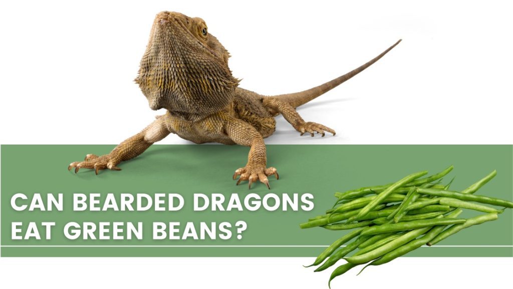 image with a bearded dragon, green beans and a text that says: can bearded dragons eat green beans? 