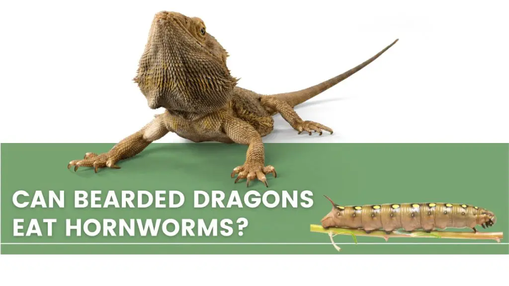 image with a bearded dragon, hornworms and a text that says: can bearded dragons eat hornworms? 
