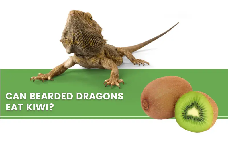 image of bearded dragon, kiwi, and a text saying: Can bearded dragons eat kiwi? 