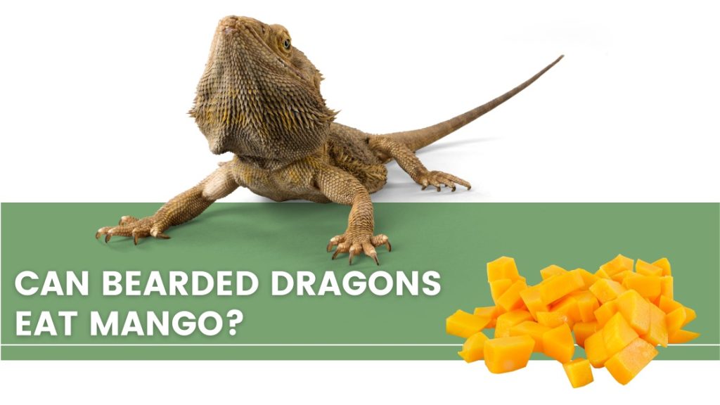 image with a bearded dragon, green beans and a text that says: can bearded dragons eat mango? 