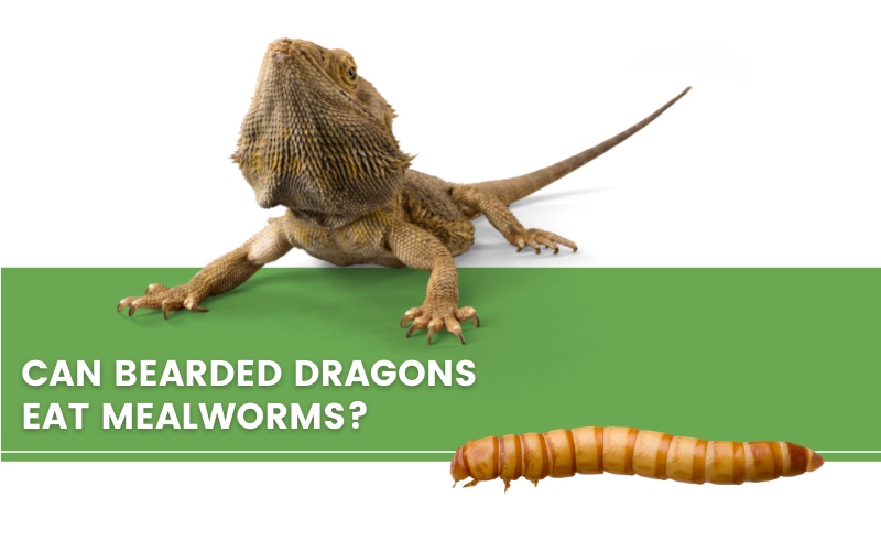 image with bearded dragon, mealworms and a text saying " can bearded dragons eat mealworms?"