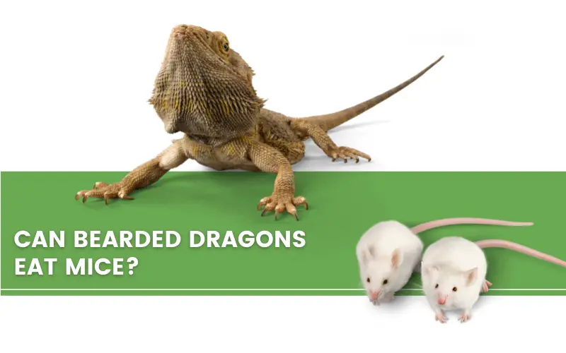 image with bearded dragon, mice and a text saying " can bearded dragons eat mice?"