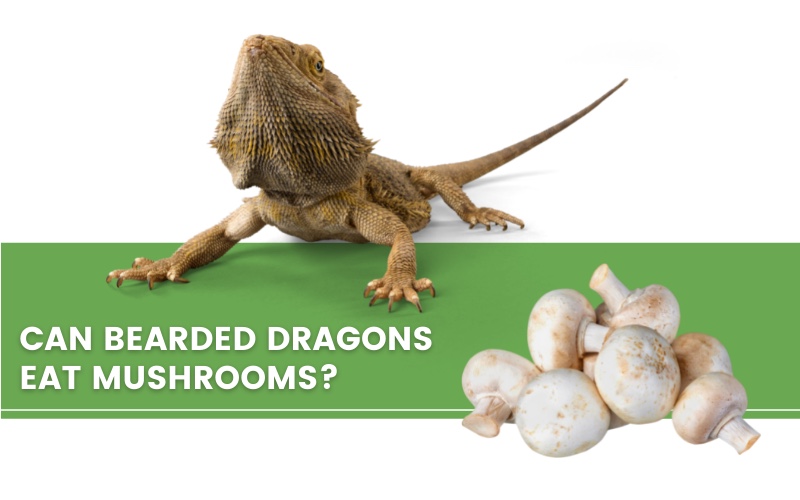 image with bearded dragons, mushrooms and a text saying "can bearded dragons eat mushrooms?