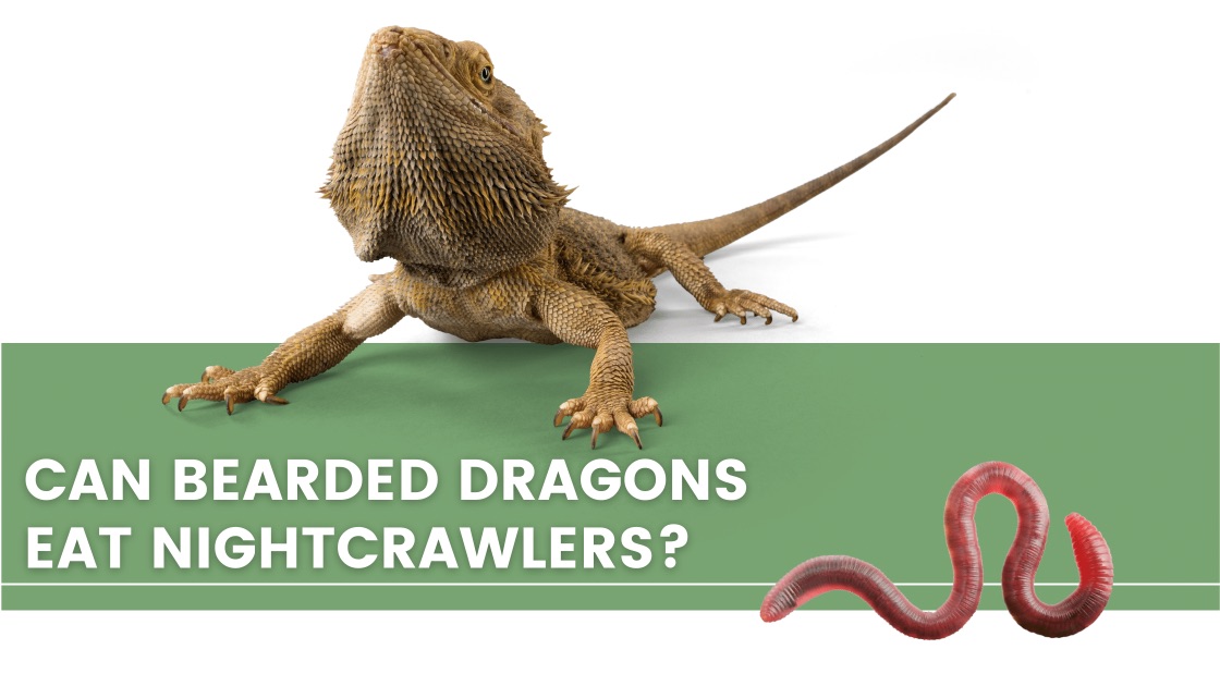 ᐅ Can Bearded Dragons Eat Nightcrawlers? Toxic or Healthy