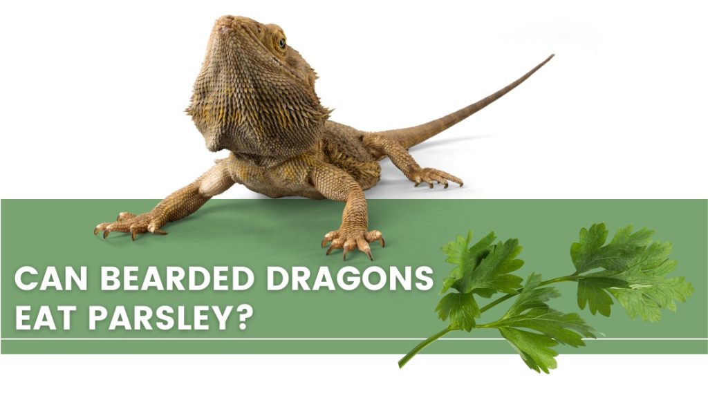 Image with a bearded dragon, parsley and a text that says: "can bearded dragons eat parsley?"