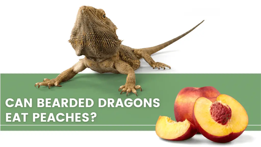 image with a bearded dragon, peach and a text that says: can bearded dragons eat peaches?