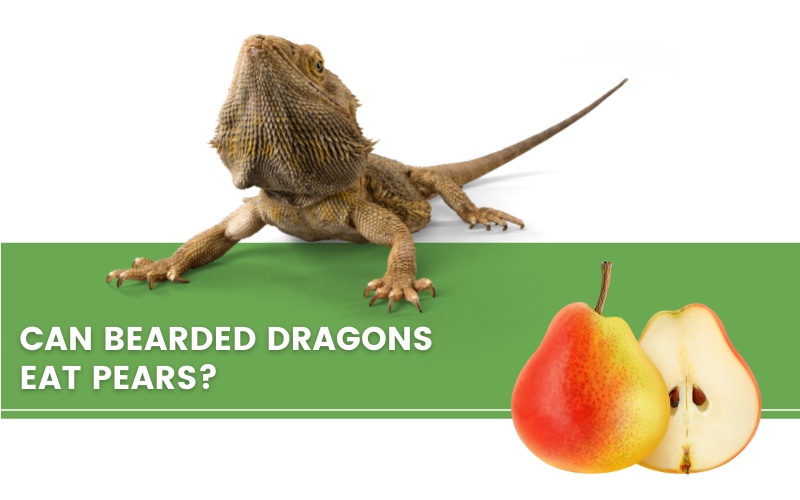 bearded dragon, pears and a text saying "can bearded dragons eat pears?"