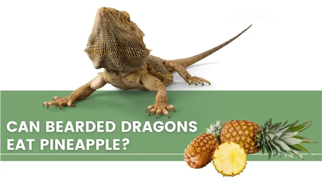 Image of a bearded dragon, pineapple and a text that says: "can bearded dragons eat pineapple"