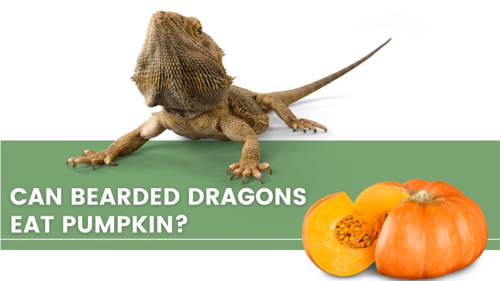 Image of a bearded dragon, pumpkin and a text that says: "can bearded dragons eat pumpkin"