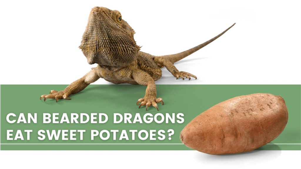 bearded dragon and a sweet potato
