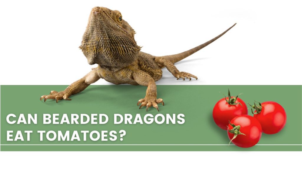 Banner with bearded dragon and tomatoes. The title on the banner says: Can bearded dragons eat tomatoes? 