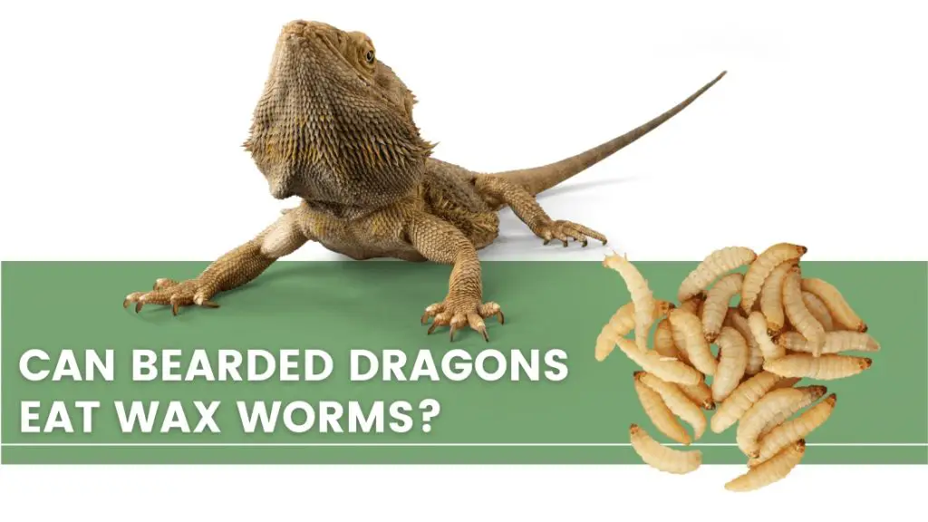image with a bearded dragon, wax worms and a text that says: can bearded dragons eat wax worms? 