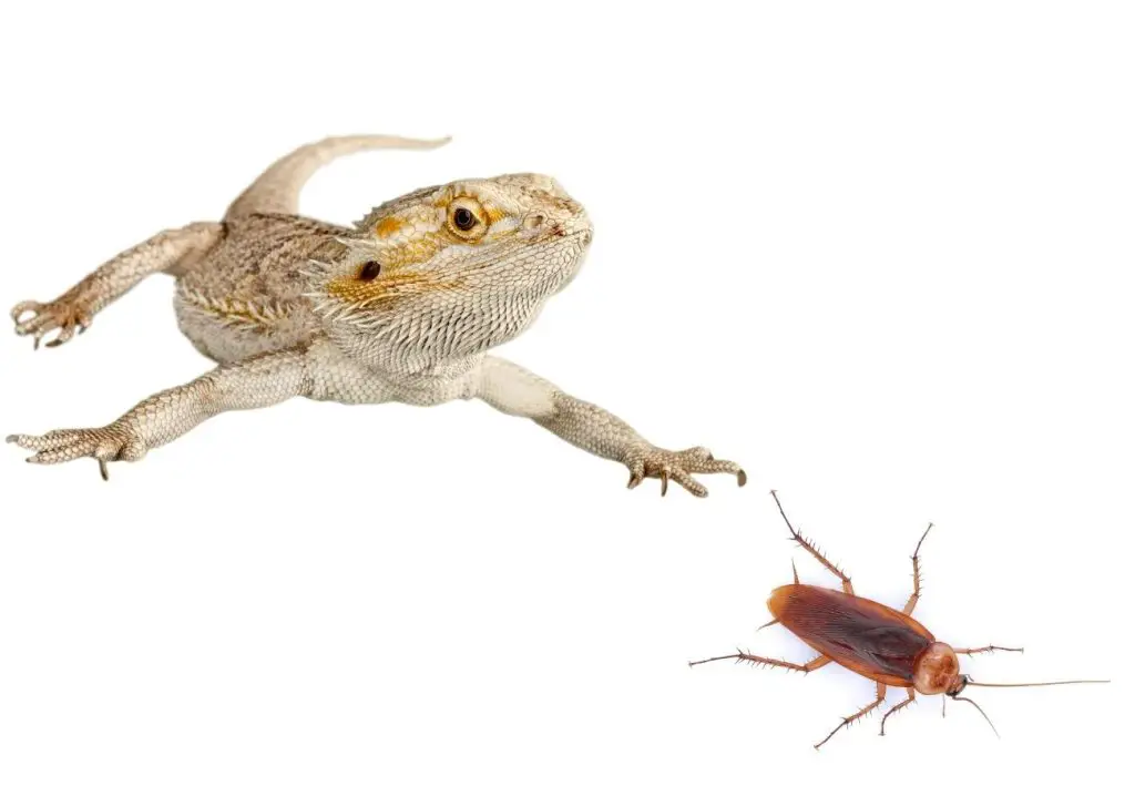image of bearded dragon and cockroaches