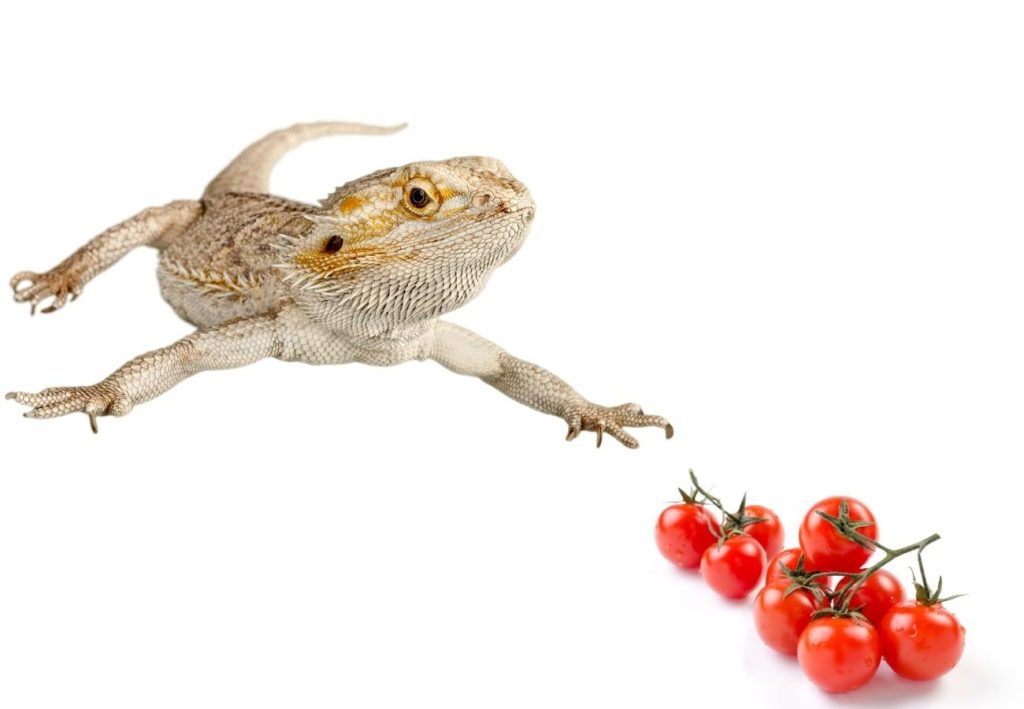 image of bearded dragon and cherry tomatoes