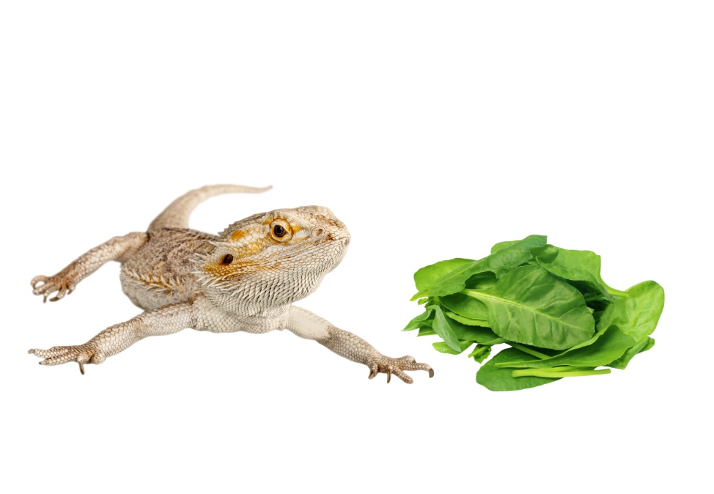 ᐅ Can Bearded Dragons Eat Spinach? Toxic or Healthy