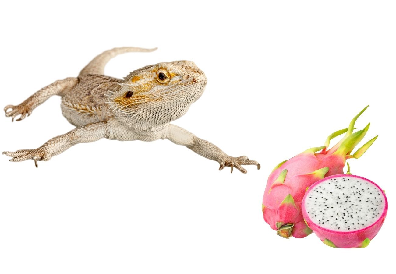 ᐅ Can Bearded Dragons Eat Dragon Fruit? Toxic or Healthy