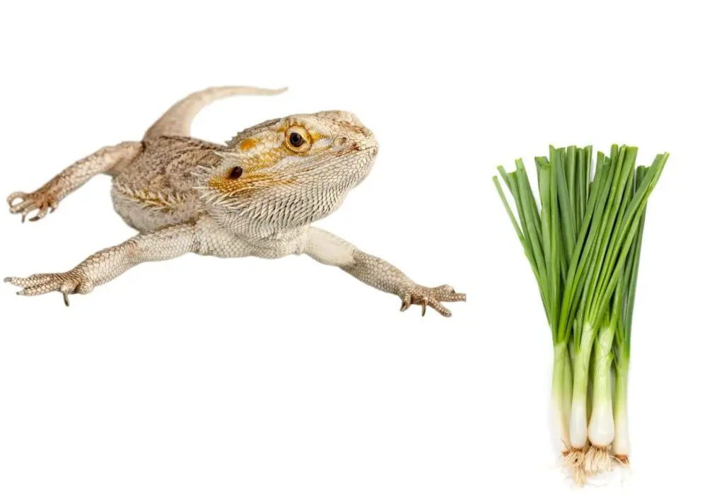 image of bearded dragon and green onion