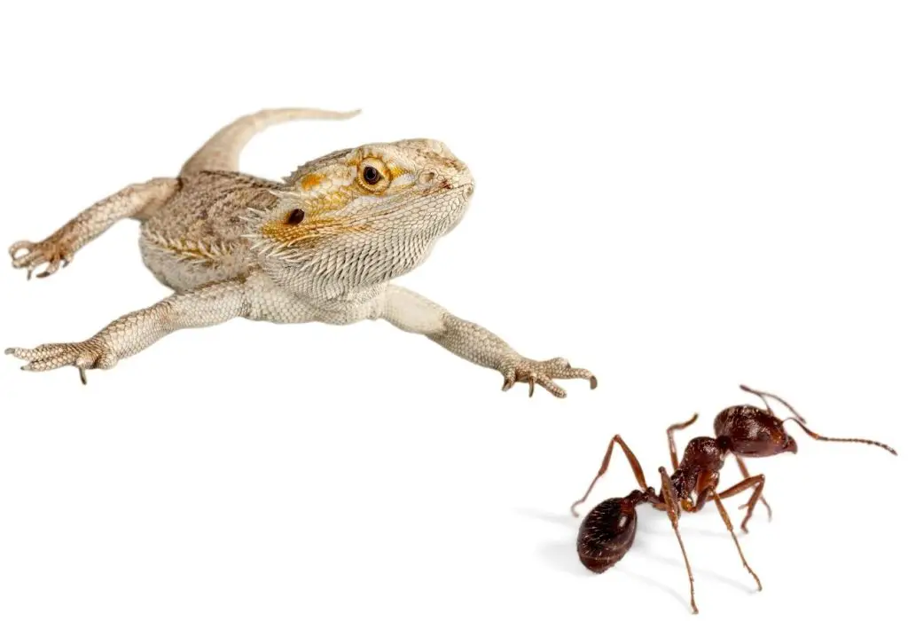 image of bearded dragon and ants