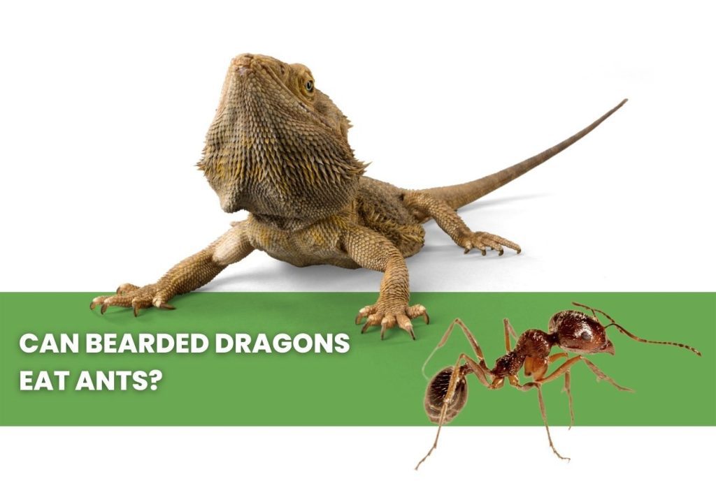 image of bearded dragon, ants and a text saying: can bearded dragons eat ants?