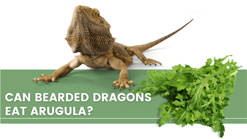 image with a bearded dragon, arugula and a text that says: can bearded dragons eat arugula?