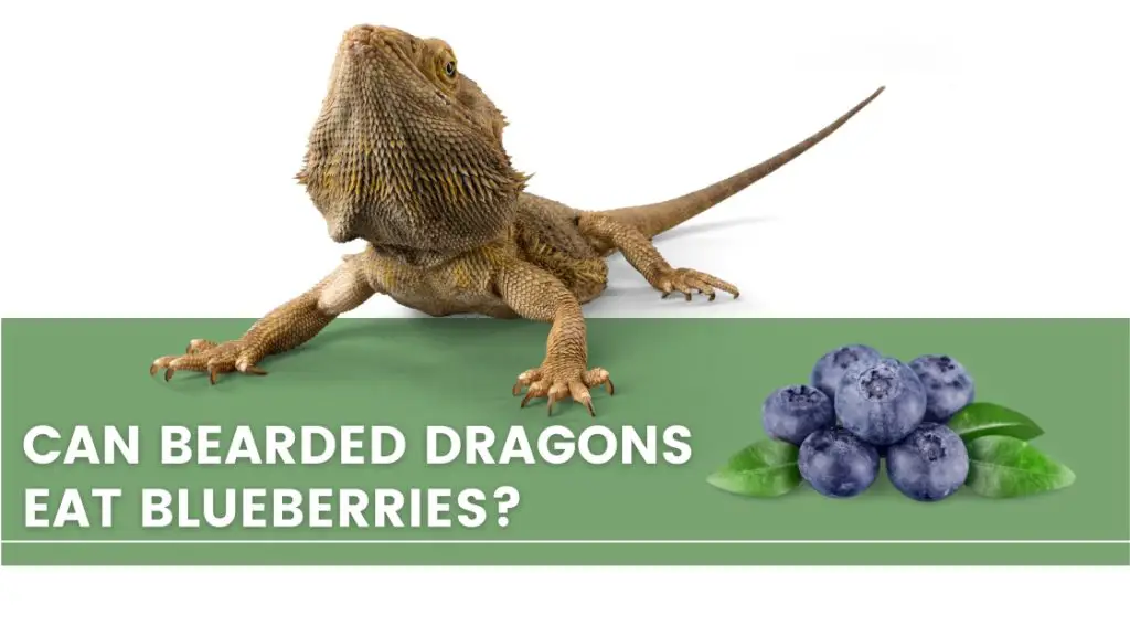 image with a bearded dragon, blueberries and a text that says: can bearded dragons eat blueberries?