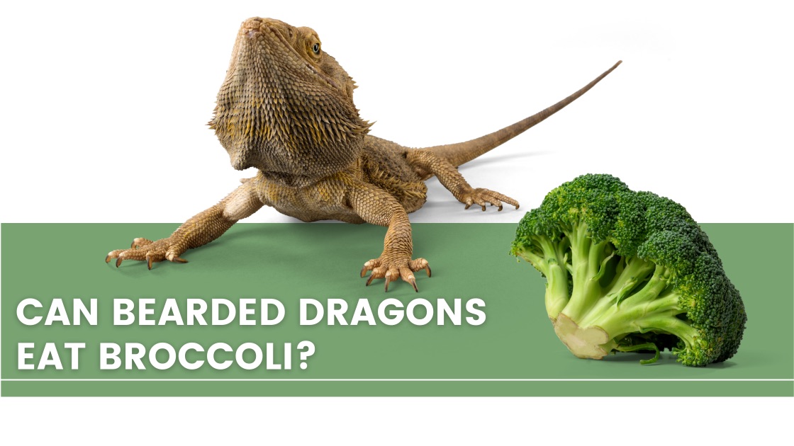 ᐅ Can Bearded Dragons Eat Broccoli? Toxic or Healthy