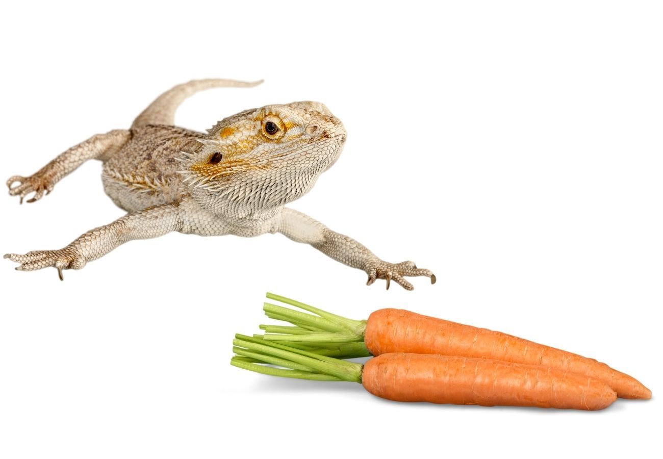 ᐅ Can Bearded Dragons Eat Carrots? Toxic or Healthy