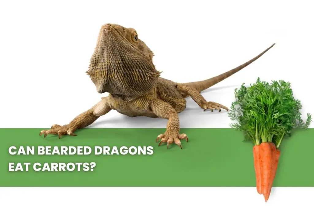 image of bearded dragon, carrots and a text saying: can bearded dragons eat carrots?