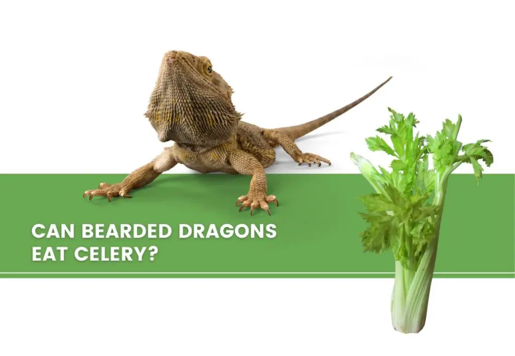 image of bearded dragon, celery, and a text saying: can bearded dragons eat celery? 