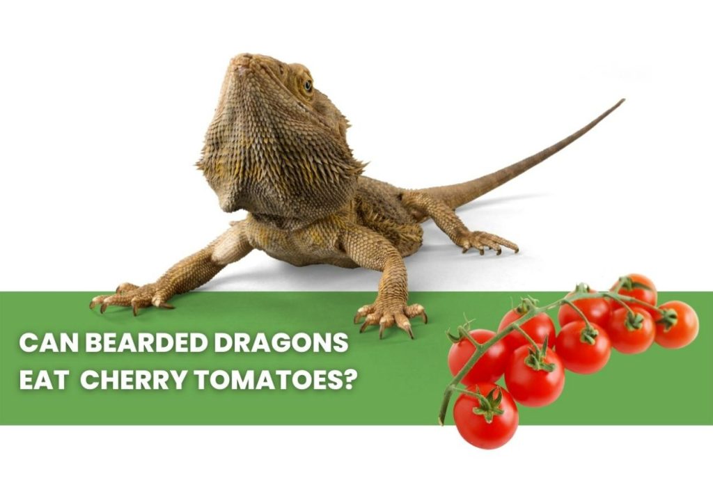 image of bearded dragon, cherry tomatoes and a text saying: can bearded dragons eat cherry tomatoes?