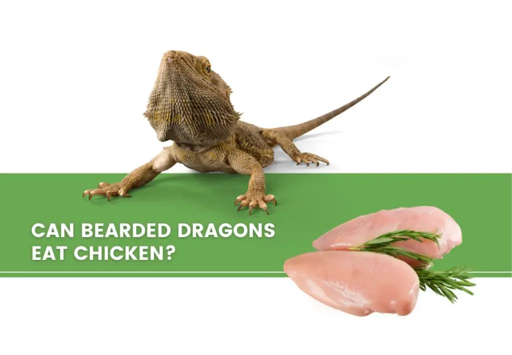 image of bearded dragon, chicken breast, and a text saying: can bearded dragons eat chicken? 